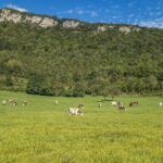 a herd of cattle grazing on a lush green hillside