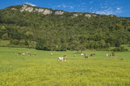 a herd of cattle grazing on a lush green hillside