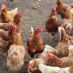 A group of chickens standing around in a field