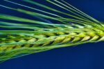 Close-up of a green barley head on blue background