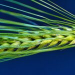 Close-up of a green barley head on blue background