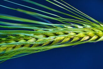 Close-up of a green barley head on blue background