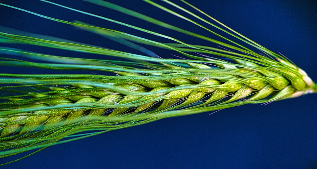 Close-up of a green barley head on blue background