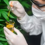 CBD, France, cannabis, regulation, ban