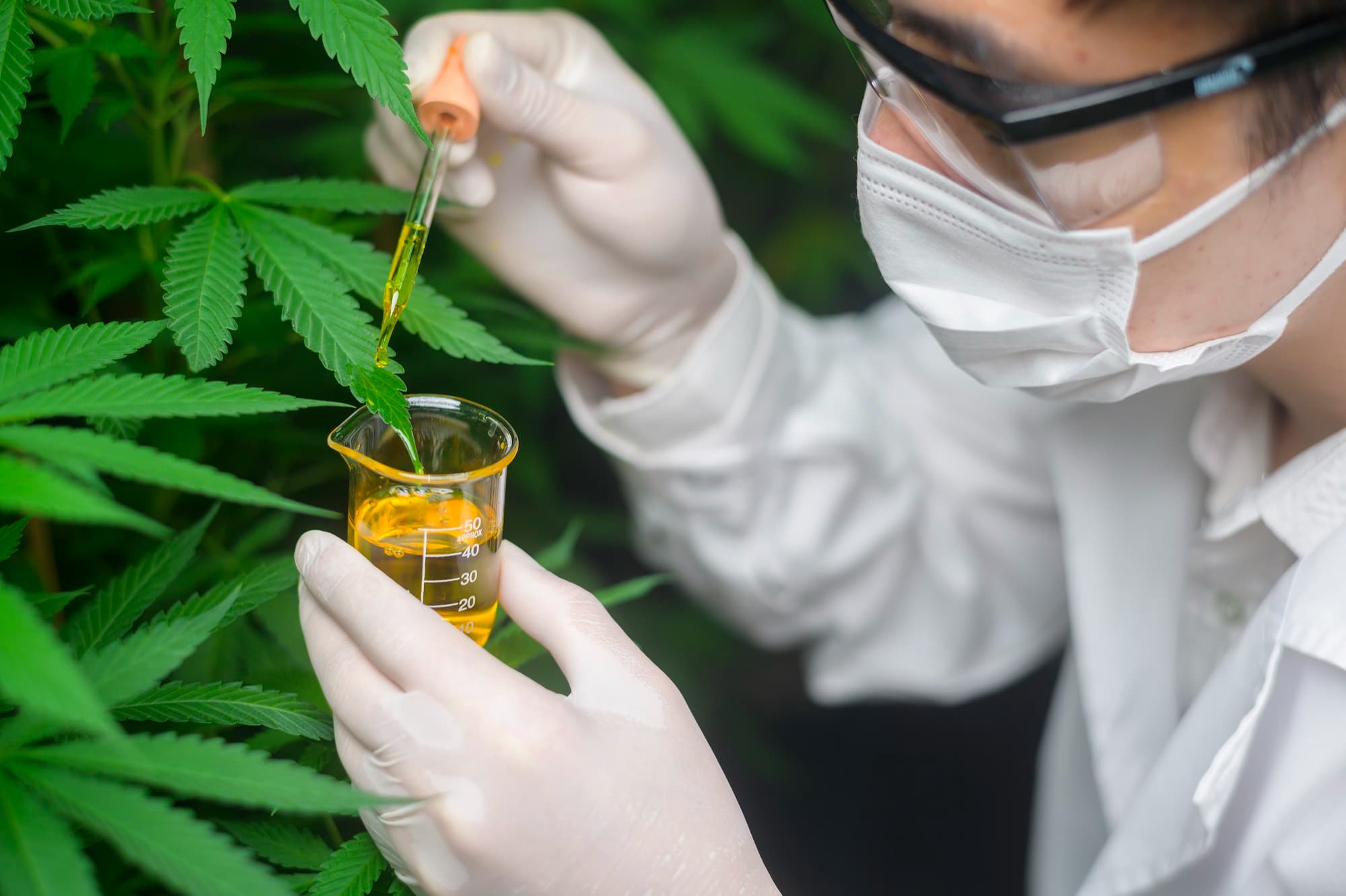 CBD, France, cannabis, regulation, ban