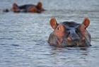 hippopotamus, Colombia, Pablo Escobar, invasive species, environment