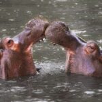 hippopotamus, invasive species, wildlife conservation, India, Colombia