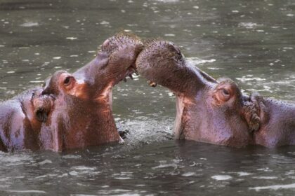 hippopotamus, invasive species, wildlife conservation, India, Colombia