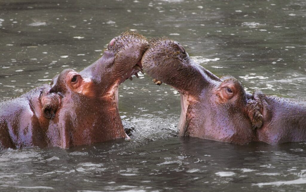 hippopotamus, invasive species, wildlife conservation, India, Colombia