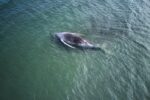 whale, autopsy, marine biology, Denmark, conservation