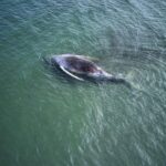 whale, autopsy, marine biology, Denmark, conservation