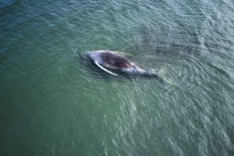 whale, autopsy, marine biology, Denmark, conservation