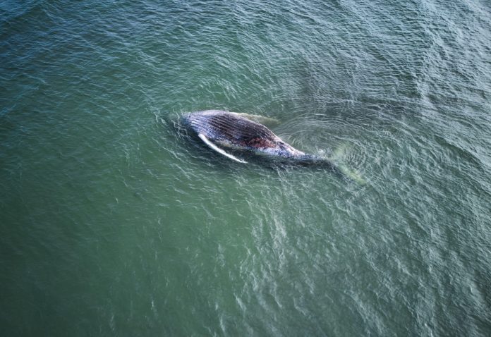 whale, autopsy, marine biology, Denmark, conservation
