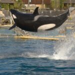 orcas, Marineland Antibes, Spain, animal welfare, marine parks