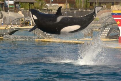 orcas, Marineland Antibes, Spain, animal welfare, marine parks