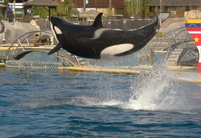 orcas, Marineland Antibes, Spain, animal welfare, marine parks