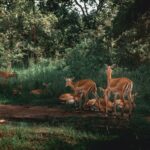 Deers in the forest