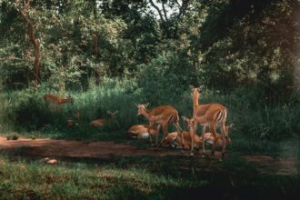 Deers in the forest