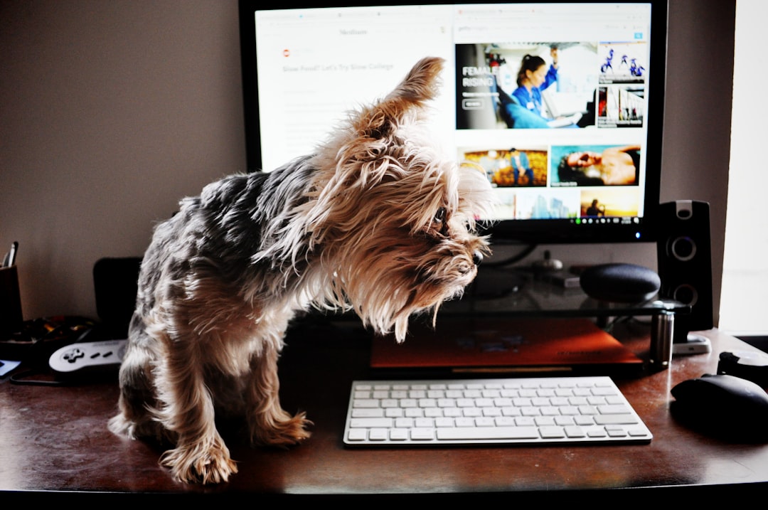 brown and black yorkshire terrier on black computer keyboard