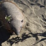 An armadillo walks on sandy ground with shadows.