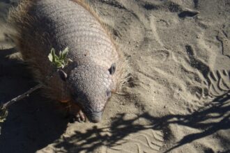 An armadillo walks on sandy ground with shadows.