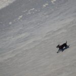 a dog walking on a beach next to the ocean