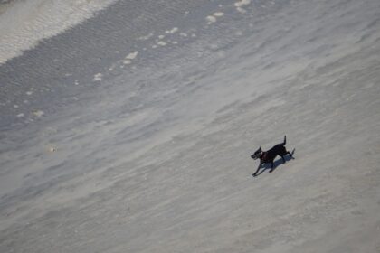 a dog walking on a beach next to the ocean