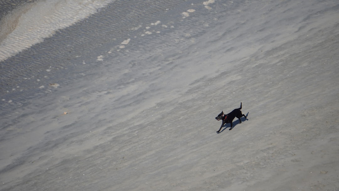 a dog walking on a beach next to the ocean