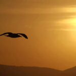 a bird flying in front of the sun