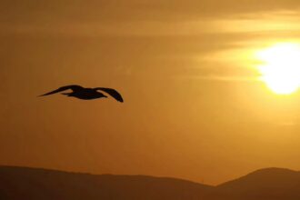 a bird flying in front of the sun