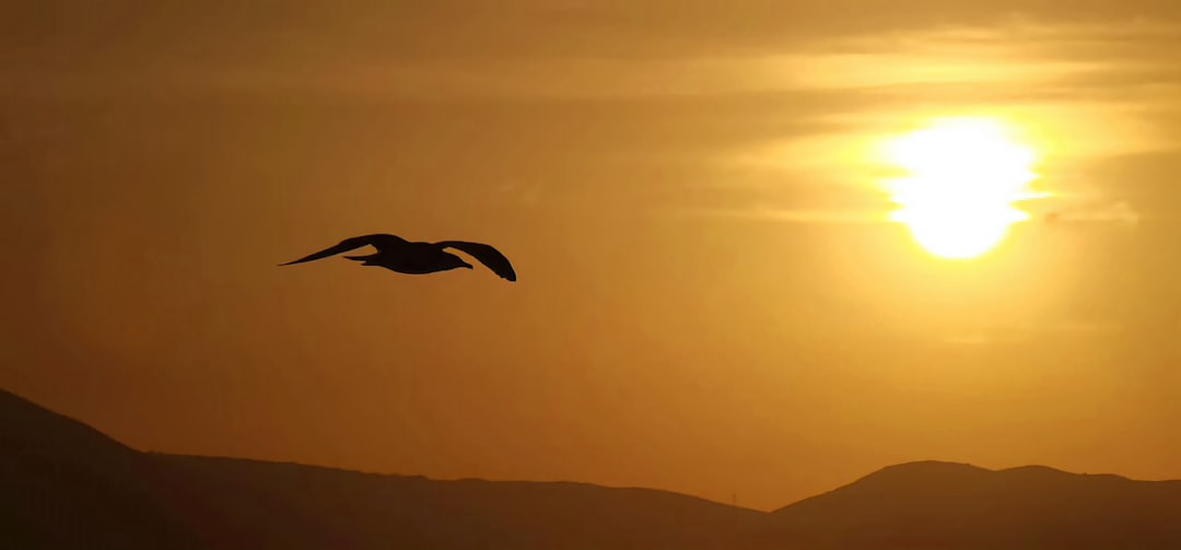 a bird flying in front of the sun