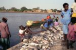 People are buying and selling fish by the water.
