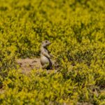 A prairie dog stands in a field of green plants.