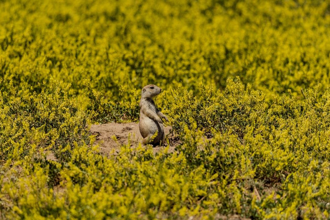 A prairie dog stands in a field of green plants.