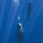 sperm whale, sleep, air bubbles, marine biology