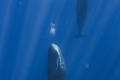 sperm whale, sleep, air bubbles, marine biology