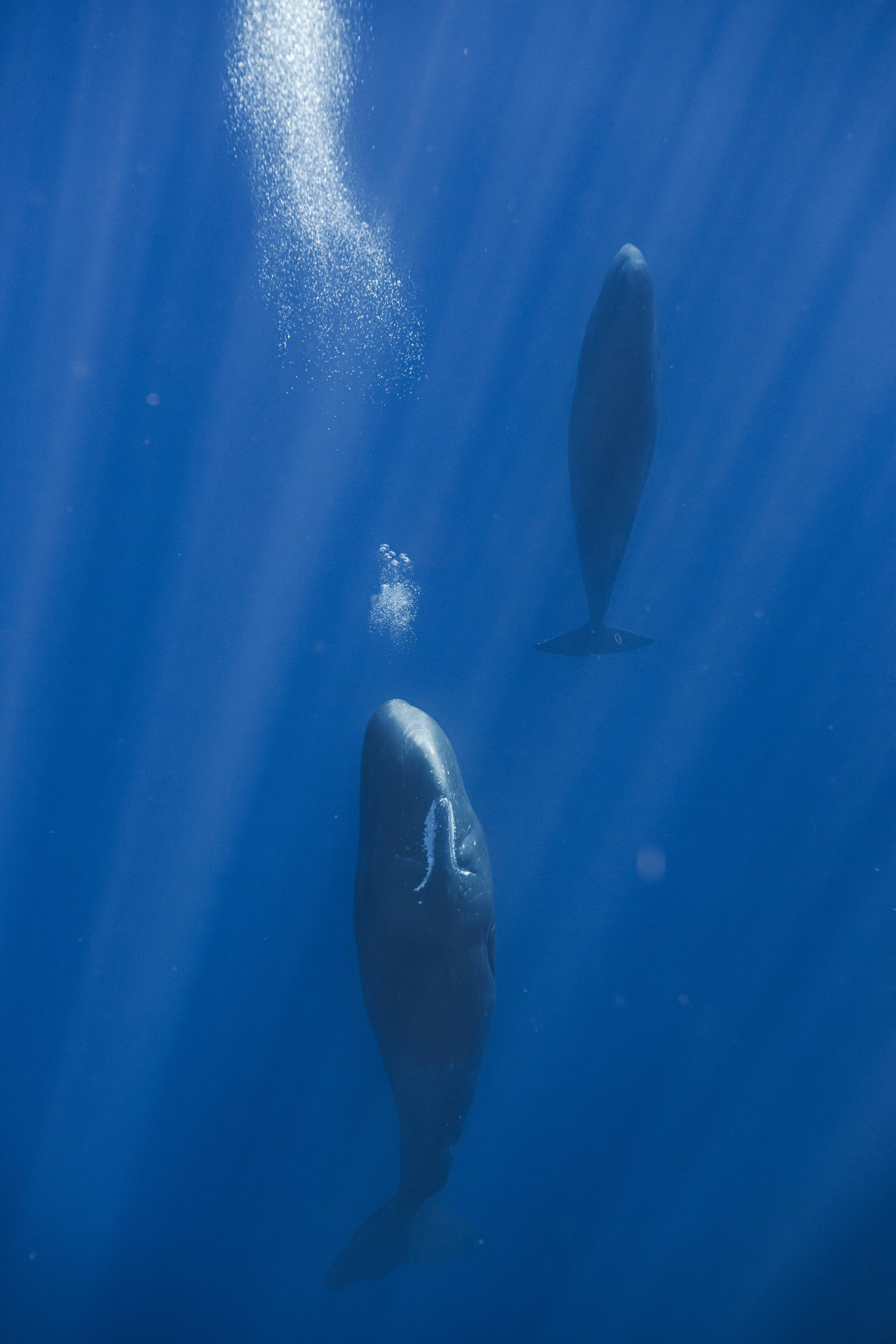 sperm whale, sleep, air bubbles, marine biology