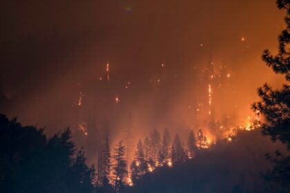 trees on fire