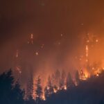 trees on fire
