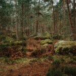 a forest filled with lots of green trees