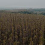 An aerial view of a forest with trees in the foreground