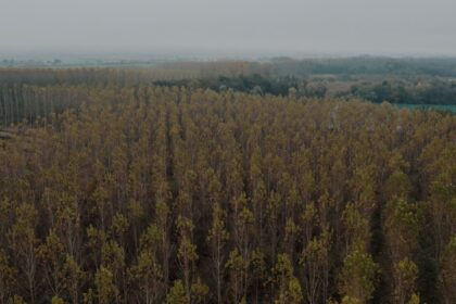 An aerial view of a forest with trees in the foreground