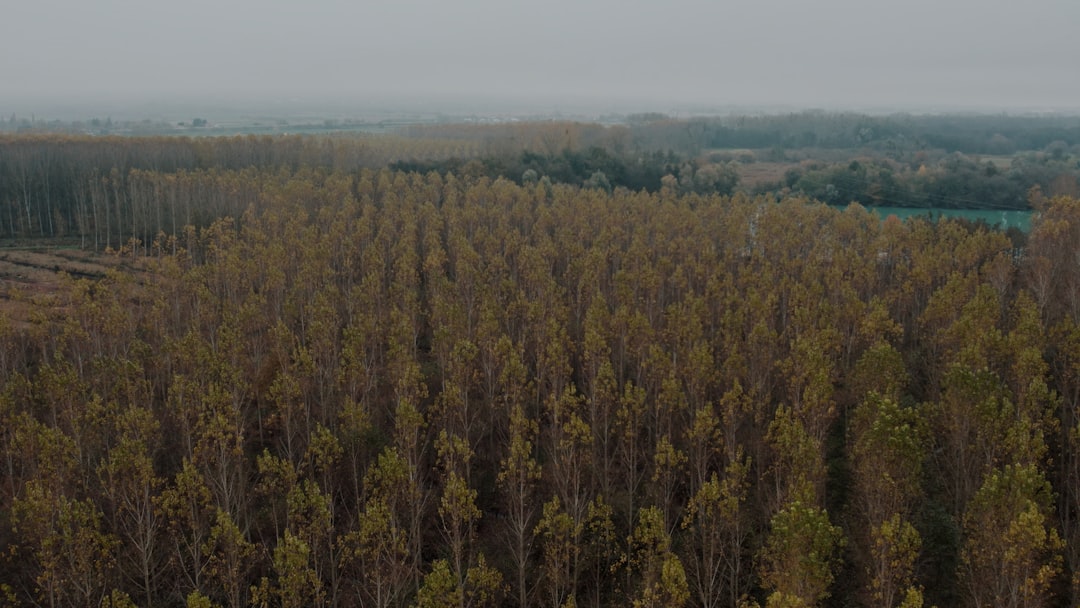An aerial view of a forest with trees in the foreground