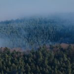 A plane flying over a forest covered in fog