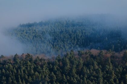 A plane flying over a forest covered in fog