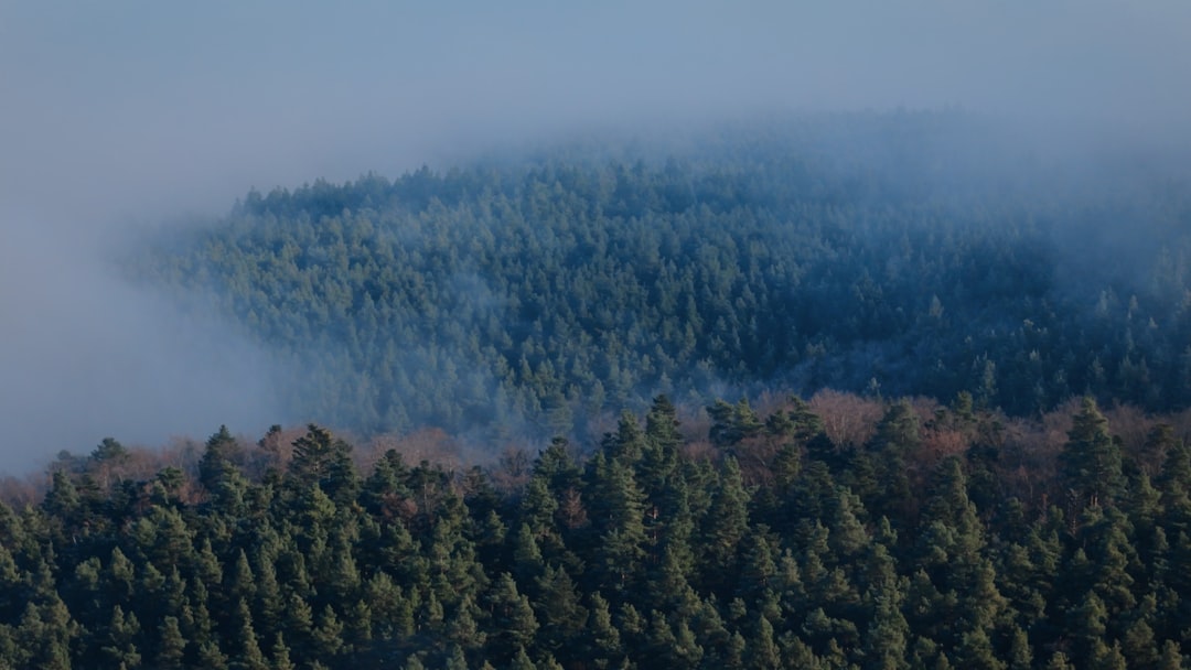 A plane flying over a forest covered in fog
