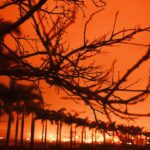 Trees silhouetted against an orange, fiery sky.