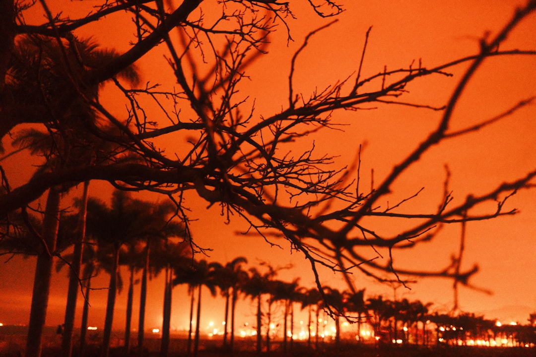 Trees silhouetted against an orange, fiery sky.