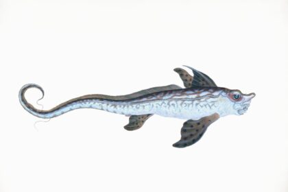 A fantastical sea creature with a long, patterned body.