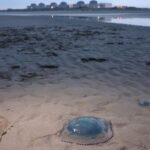 jellyfish, nuclear power plant, EDF, Gravelines, climate change
